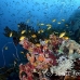 anthias_lc_mb_h_0390_png2419.jpg